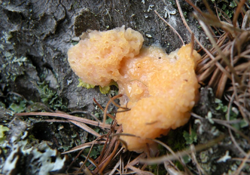 Myxomycete?